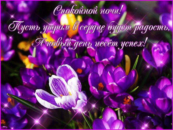 Крокус ночной цветок