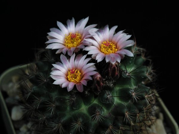 Эхинопсис spiniflora