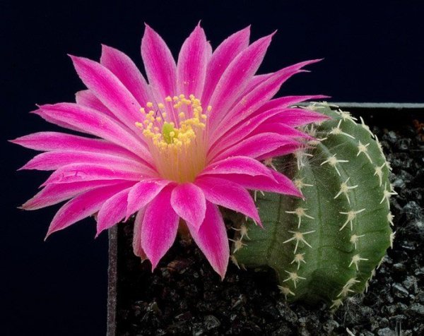 Эхинопсис spiniflora