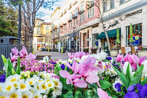 Цветы в городе