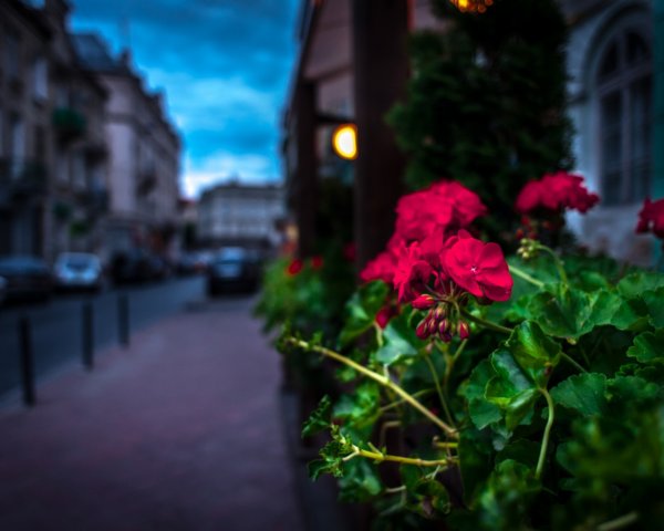 Город в цветах