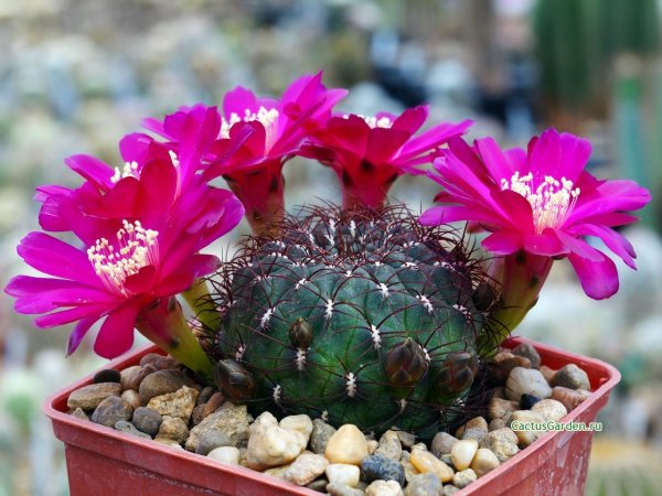 Sulcorebutia glomerispina