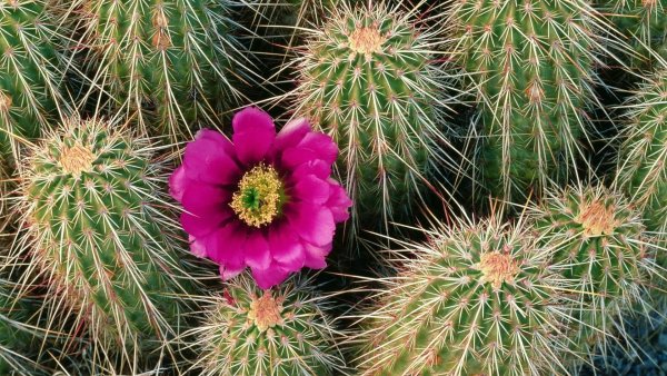 Echinocereus engelmannii сеянцы