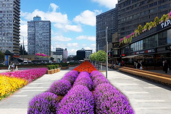 Рабатка Тунберга