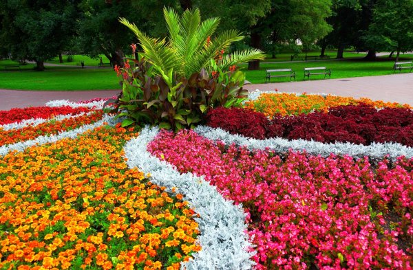 Городские цветы