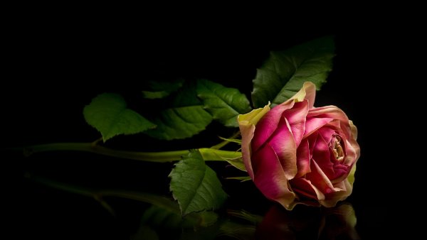 Синяя Лилия Лилия Блу