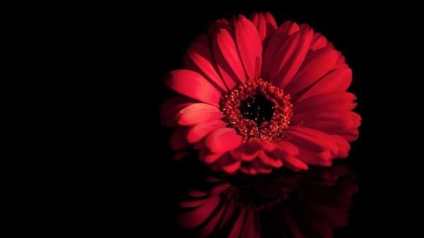 Хризантема Ирис Вайолет