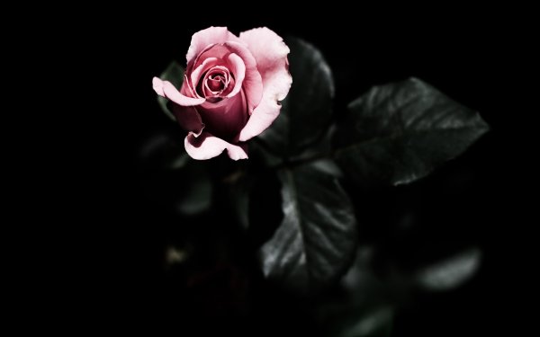 Цветы на темном фоне