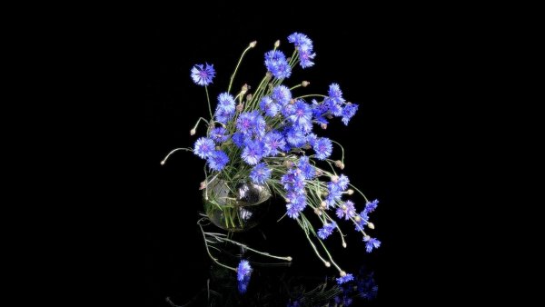 Цветы на черном фоне