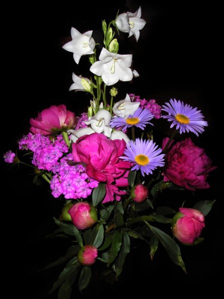 Фиолетовая роза на черном фоне