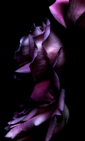 Магда индиго