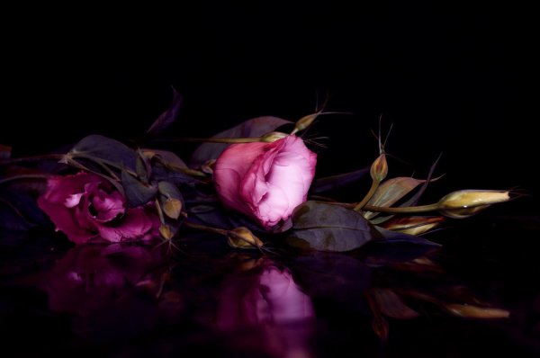 Красная роза на черном фоне