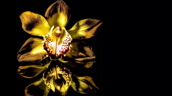 Цветы на темном фоне