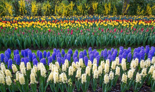 Keukenhof Hyacinthus
