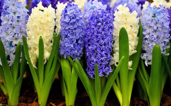 Гиацинт Розетта