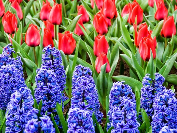 Мускари Крокус тюльпан гиацинт