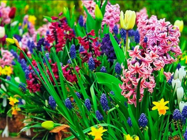 Весенние цветы микс