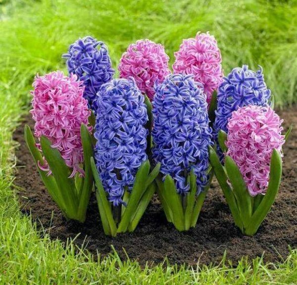 Гиацинты разноцветные