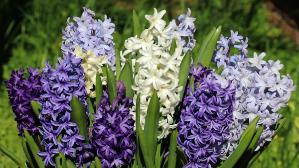 Мускари крокусы тюльпаны нарциссы