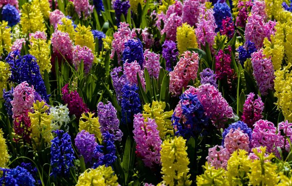 Луковица нарцисса