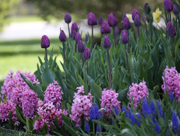 Примулы и гиацинты