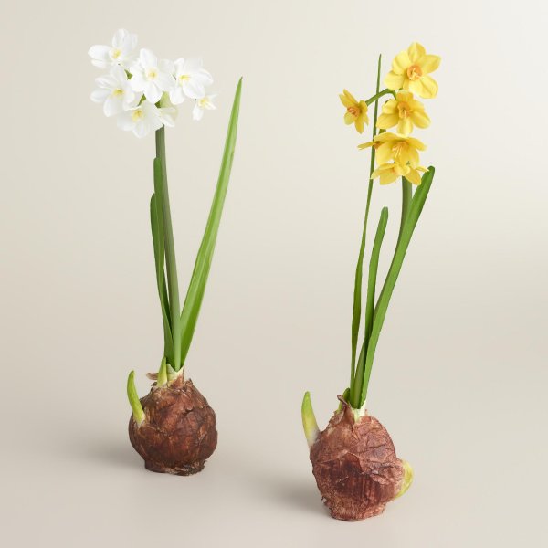 Лилии георгины гладиолусы