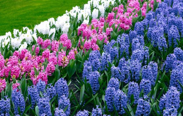 Крокусы нарциссы гиацинты