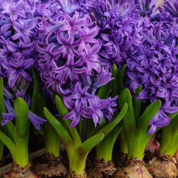 Цветок луковица гиацинта