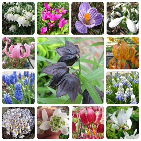 Гиацинт мускари