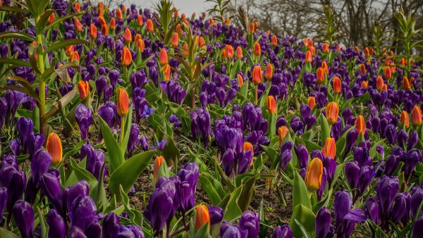 Мускари Крокус тюльпан гиацинт