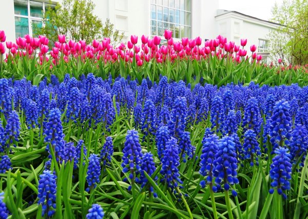 Тюльпаны и мускари и гиацинты