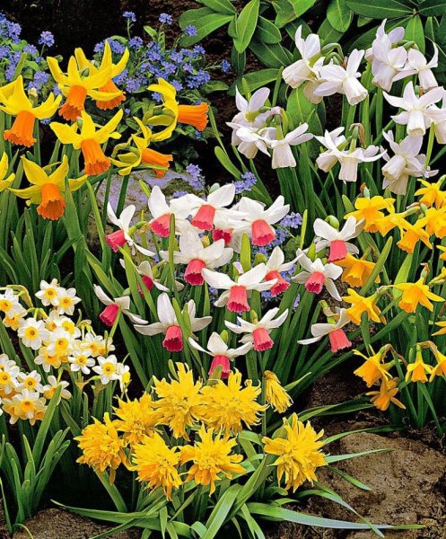 Амариллис в саду