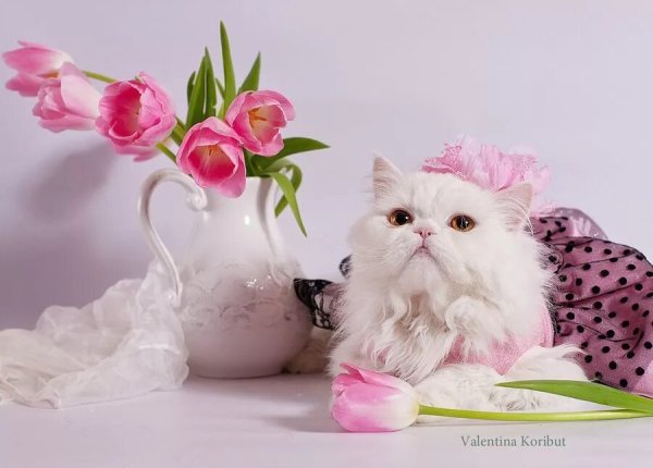 Нежные цветы с котятами