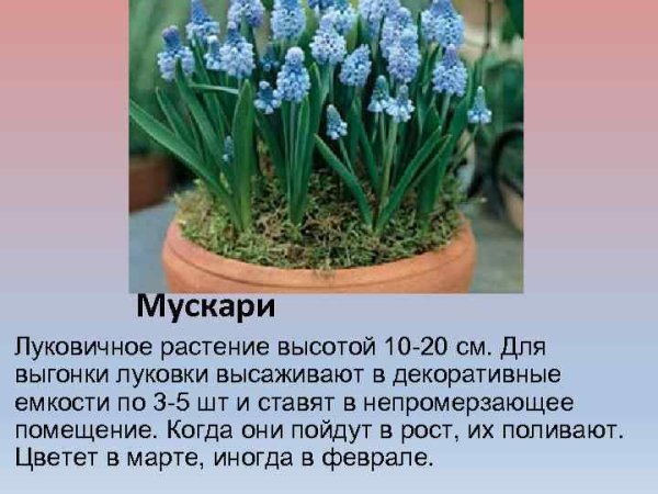 Луковичный гиацинт