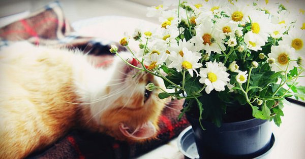Утро цветы кот