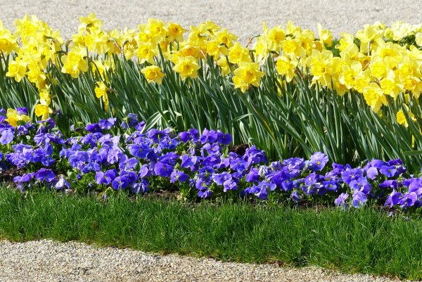 Однолетние луковичные тюльпаны