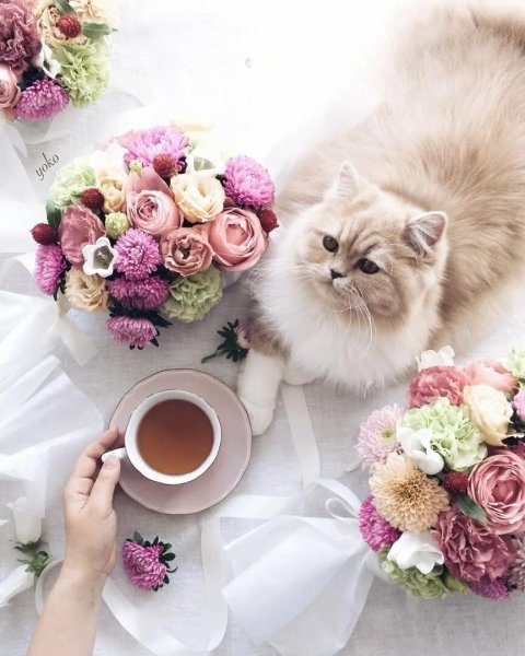 Доброе утро с кошками