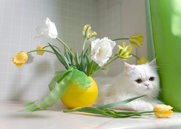 Котенок с тюльпанами