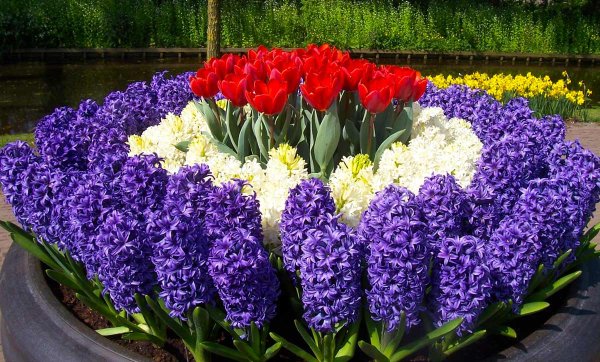 Луковичные лилии Весна