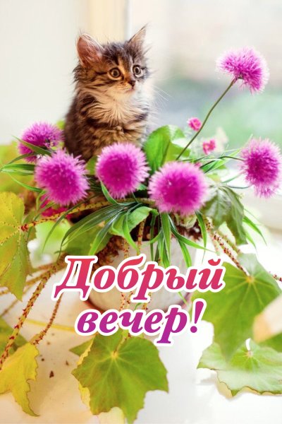 Котенок с цветочком