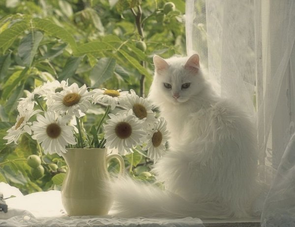 Доброе летнее утро с кошками