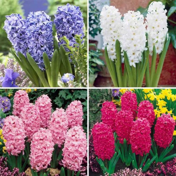 Миксбордер тюльпаны крокусы нарциссы