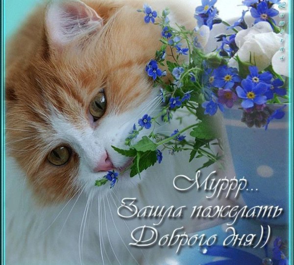 Доброе утро кот