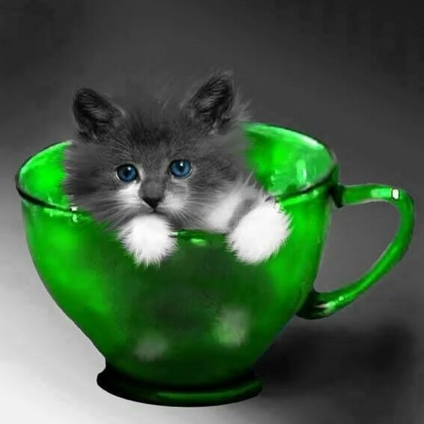 Пожелания с добрым утром с кошками