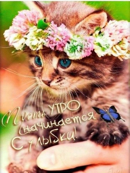Котёнок с цветком