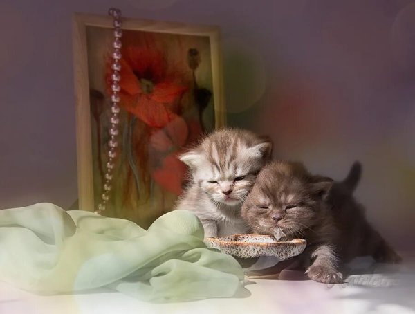 Доброе утро котенок