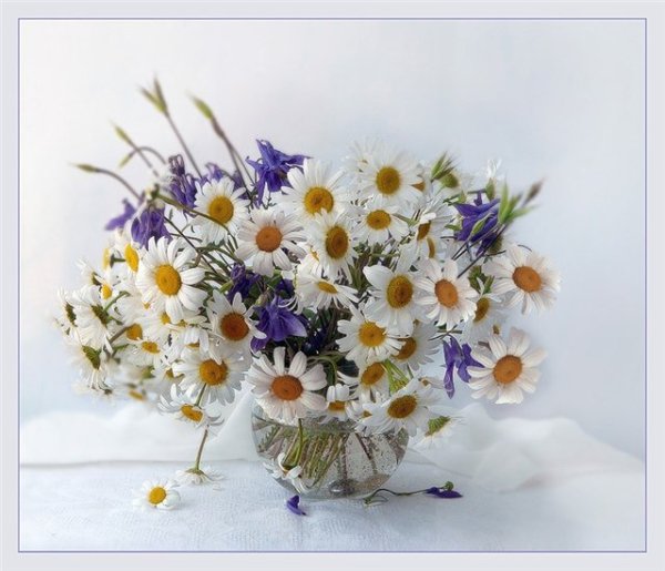 Открытки с днём рождения с полевыми цветами