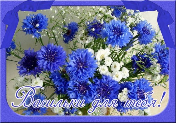 Пожелания с васильками