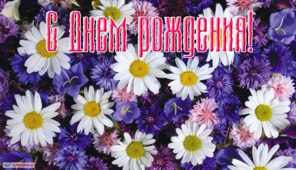 Открытки с днем рождения полевые цветы