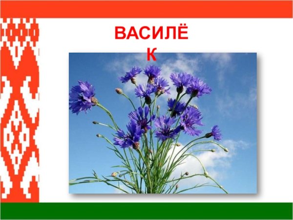 Василёк символ Беларуси